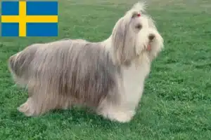 Přečtete si více ze článku Chovatelé bearded kolií a štěňat ve Švédsku