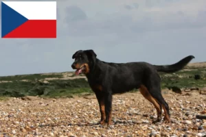 Přečtete si více ze článku Chovatelé a štěňata beauceronů v České republice