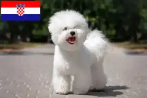 Přečtete si více ze článku Chovatelé a štěňata bišonků frisé v Chorvatsku
