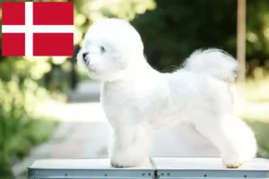 Přečtete si více ze článku Chovatelé bišonků frisé a štěňat v Dánsku
