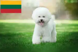 Přečtete si více ze článku Chovatelé a štěňata bišonků frisé v Litvě