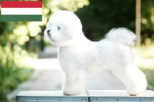 Přečtete si více ze článku Chovatelé bišonků frisé a štěňat v Maďarsku