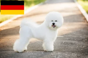 Přečtete si více ze článku Chovatelé a štěňata bišonků frisé v Německu