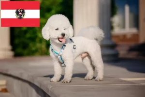 Přečtete si více ze článku Chovatelé bišonků frisé a štěňat v Rakousku