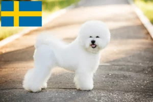 Přečtete si více ze článku Chovatelé bišonků frisé a štěňat ve Švédsku