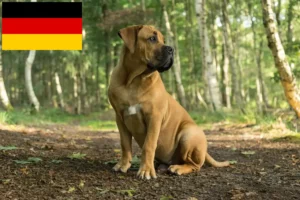Přečtete si více ze článku Chovatelé boerboelů a štěňata v Německu