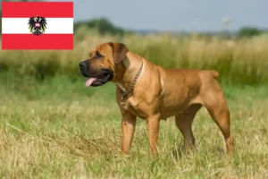Přečtete si více ze článku Chovatelé boerboelů a štěňata v Rakousku