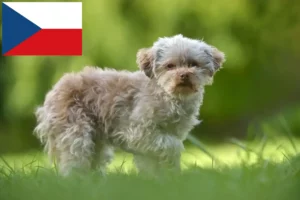Přečtete si více ze článku Bolonka Zwetna chovatelé a štěňata v České republice