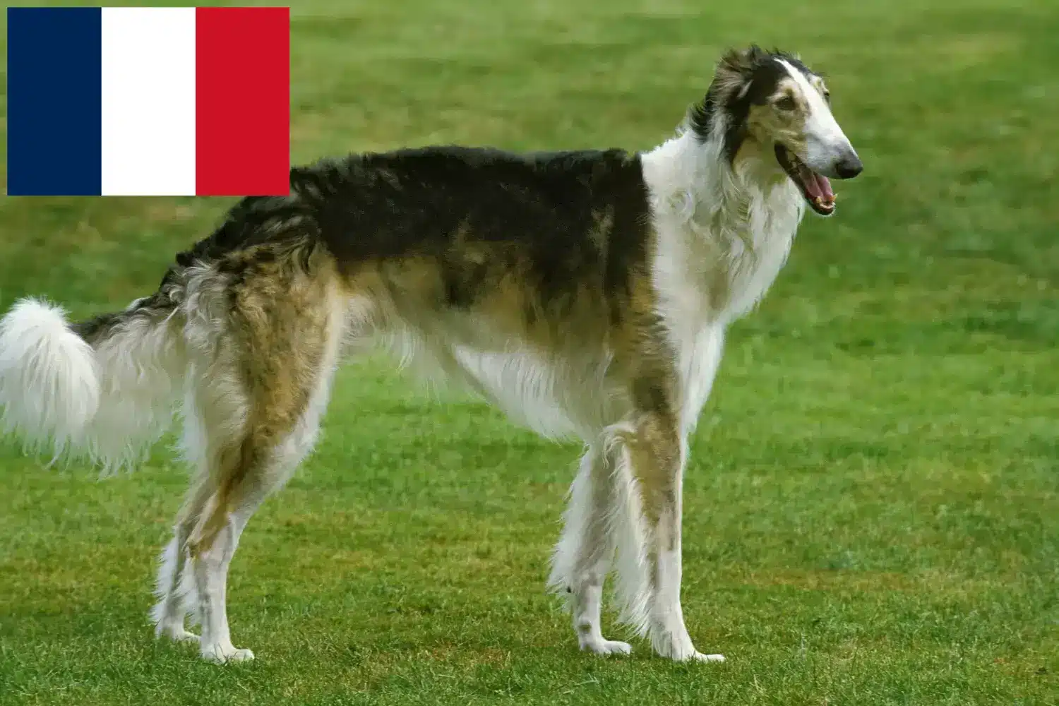 Štěňata a chovatelé borzojů Francie Zde najdete chovatele borzojů ve Francii.
