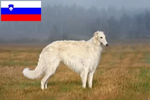 Přečtete si více ze článku Chovatelé borzojů a štěňata ve Slovinsku