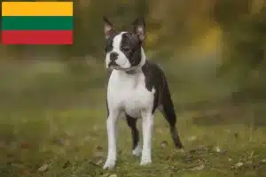 Přečtete si více ze článku Chovatelé bostonských teriérů a štěňat v Litvě