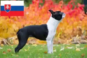 Přečtete si více ze článku Chovatelé bostonských teriérů a štěňat na Slovensku