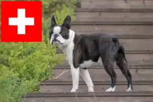 Přečtete si více ze článku Chovatelé bostonských teriérů a štěňat ve Švýcarsku