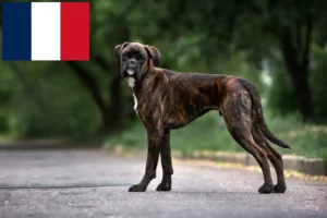 Přečtete si více ze článku Chovatelé boxerů a štěňata ve Francii