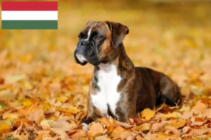 Přečtete si více ze článku Chovatelé boxerů a štěňat v Maďarsku