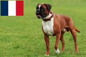 Přečtete si více ze článku Chovatelé boxerů a štěňata na Réunionu