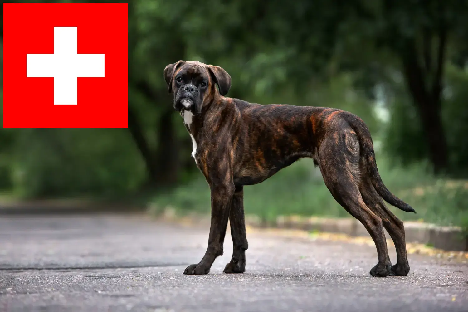 Štěňata a chovatelé boxerů Švýcarsko Zde najdete chovatele boxerů ve Švýcarsku.