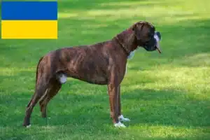 Přečtete si více ze článku Chovatelé boxerů a štěňat na Ukrajině