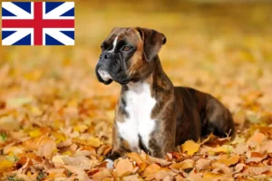 Přečtete si více ze článku Chovatelé boxerů a štěňat ve Velké Británii