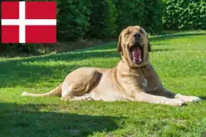 Přečtete si více ze článku Broholm chovatelé a štěňata v Dánsku