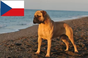 Přečtete si více ze článku Chovatelé bulmastifů a štěňat v České republice
