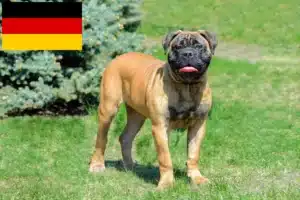 Přečtete si více ze článku Chovatelé bulmastifů a štěňat v Německu
