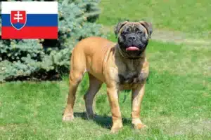 Přečtete si více ze článku Chovatelé bulmastifů a štěňat na Slovensku
