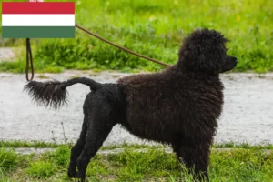 Přečtete si více ze článku Chovatelé a štěňata Cão de Agua português v Maďarsku