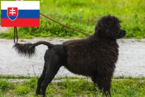 Přečtete si více ze článku Chovatelé a štěňata Cão de Agua português na Slovensku
