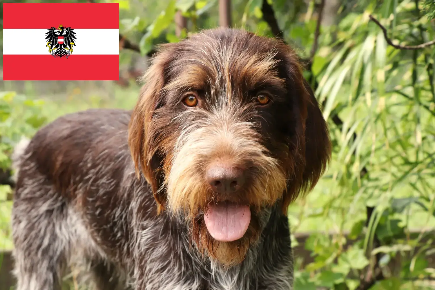 Přečtete si více ze článku Chovatelé a štěňata Českého fouska v Rakousku