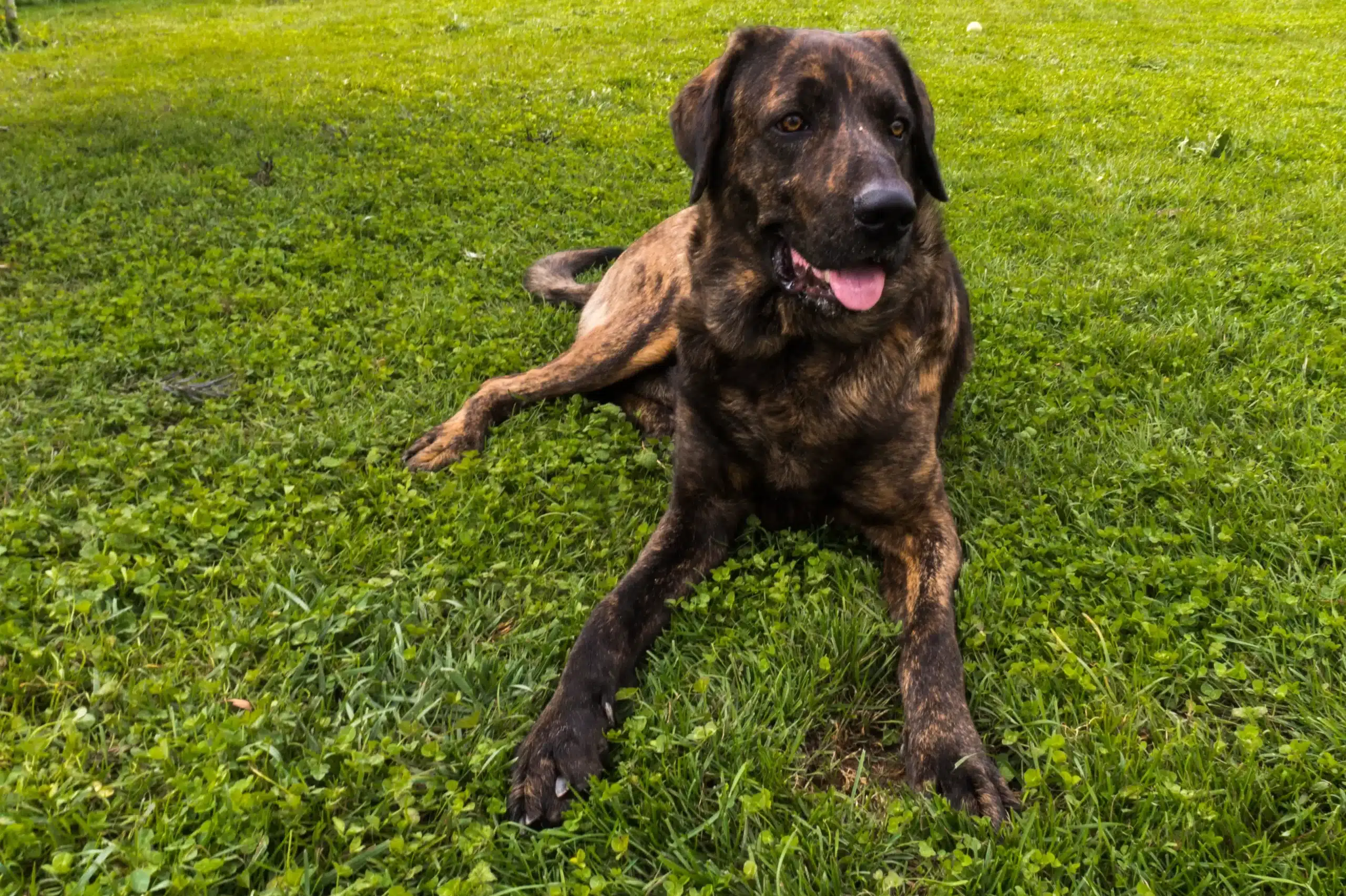 Přečtete si více ze článku Chien de Castro Laboreiro Chovatel
