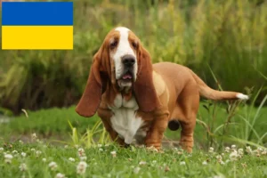 Přečtete si více ze článku Chovatelé bassetů a štěňat na Ukrajině