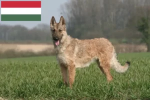 Přečtete si více ze článku Chovatelé belgických ovčáků a štěňat v Maďarsku