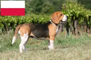Přečtete si více ze článku Chovatelé bíglů a štěňat v Polsku