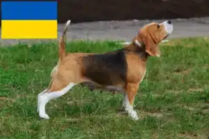 Přečtete si více ze článku Chovatelé bíglů a štěňat na Ukrajině