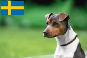 Přečtete si více ze článku Chovatelé brazilských teriérů a štěňat ve Švédsku
