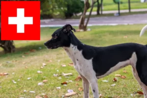 Přečtete si více ze článku Chovatelé brazilských teriérů a štěňat ve Švýcarsku