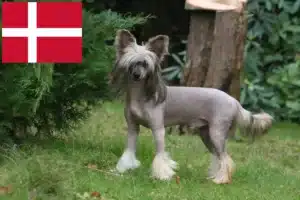 Přečtete si více ze článku Chovatelé čínských chocholatých psů a štěňat v Dánsku
