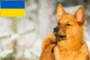 Přečtete si více ze článku Chovatelé finských špiců a štěňat na Ukrajině