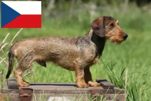 Přečtete si více ze článku Chovatelé jezevčíků a štěňat v České republice