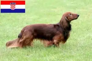 Přečtete si více ze článku Chovatelé jezevčíků a štěňat v Chorvatsku