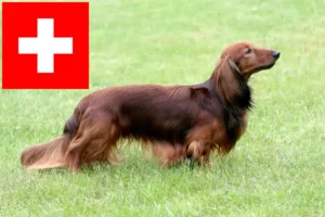 Přečtete si více ze článku Chovatelé jezevčíků a štěňat ve Švýcarsku