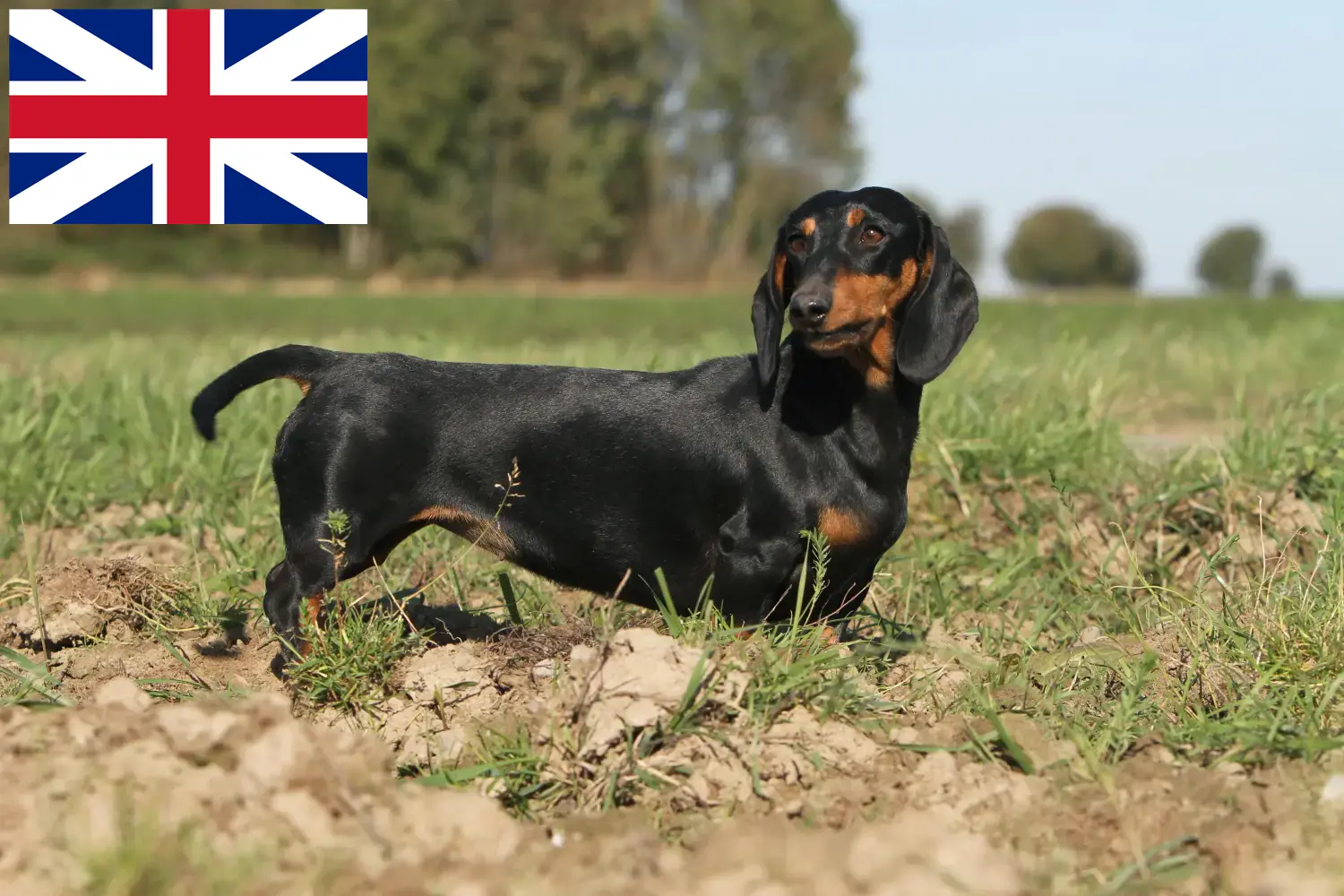 Štěňata a chovatelé jezevčíků Velká Británie Zde najdete chovatele jezevčíků ve Velké Británii.