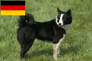 Přečtete si více ze článku Chovatelé karelských medvědích psů a štěňat v Německu