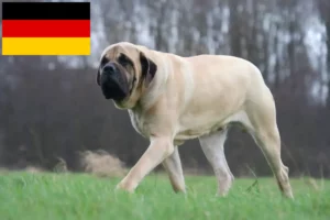 Přečtete si více ze článku Chovatelé mastifů a štěňata v Německu