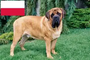 Přečtete si více ze článku Chovatelé mastifů a štěňat v Polsku