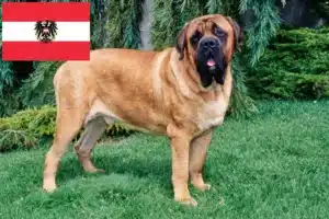 Přečtete si více ze článku Chovatelé mastifů a štěňat v Rakousku