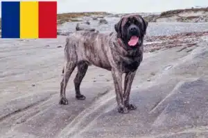 Přečtete si více ze článku Chovatelé mastifů a štěňata v Rumunsku
