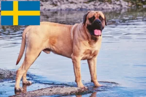 Přečtete si více ze článku Chovatelé mastifů a štěňat ve Švédsku