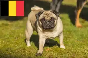 Přečtete si více ze článku Chovatelé mopsů a štěňat v Belgii
